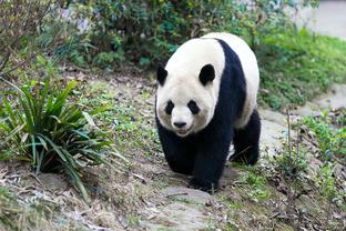 今日快船客场对阵灰熊 鲍威尔因右脚踝扭伤缺阵